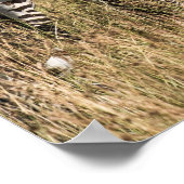 Poster Zèbre de Grant (Coin)