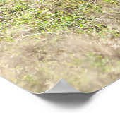 Poster Zèbre et poulal (Coin)