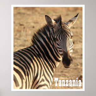 Poster Zèbre, Tanzanie