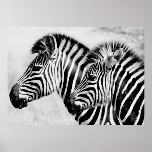 Poster Zèbres Animaux Faune Noir et Blanc (Devant)