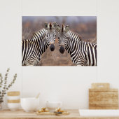 Poster Zèbres des plaines, parc national Kruger (Cuisine)
