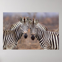 Zèbres des plaines, parc national Kruger