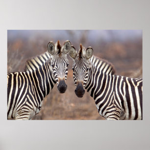 Poster Zèbres des plaines, parc national Kruger