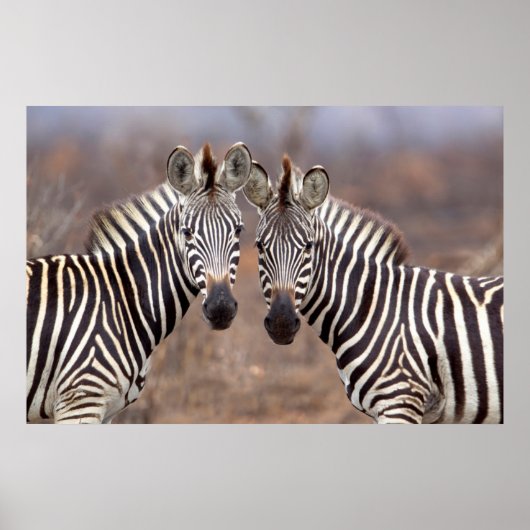 Poster Zèbres des plaines, parc national Kruger (Devant)