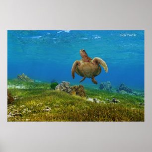 Poster Zee Turtle