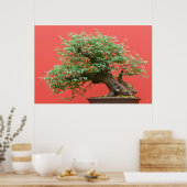 Poster Zelkova bonsai (Cuisine)