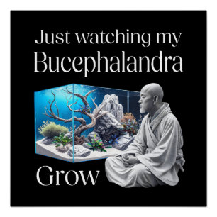 Poster Zen and Bucephalandra