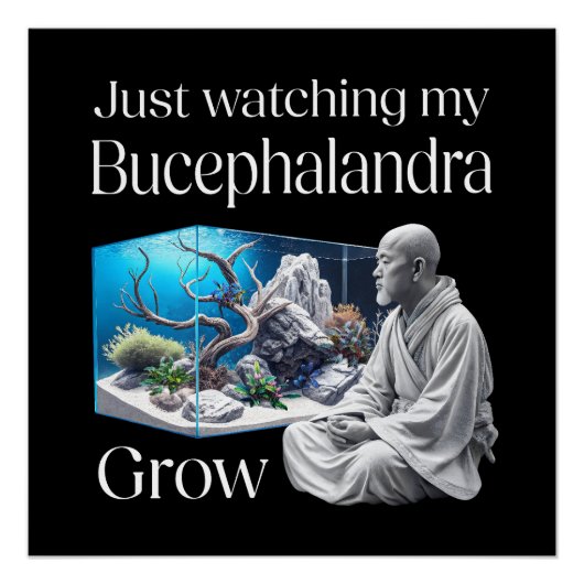 Poster Zen and Bucephalandra (Devant)