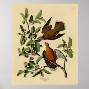 Poster Zenaida Dove de John Audubon's Birds of America