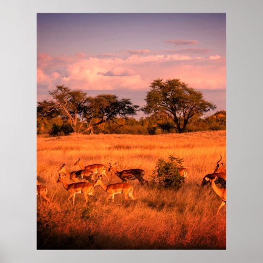 Poster Zimbabwe la nature pure de l'antilope (Devant)