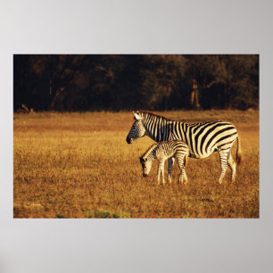 Poster Zimbabwe, parc national de Hwange, Linkwasha