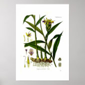 Poster Zingiber officinalis (ginger) (Devant)