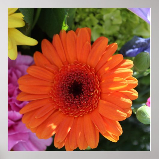 Poster Zinnia (Devant)