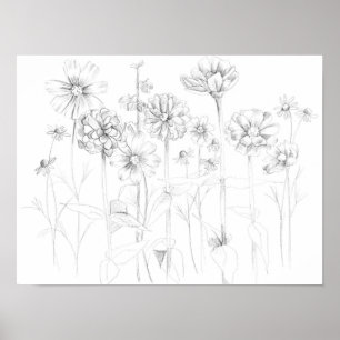 Poster Zinnia Cosmos Flowers Pencil Drawing Botanical