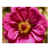 Poster Zinnia Elegans rose (Devant)