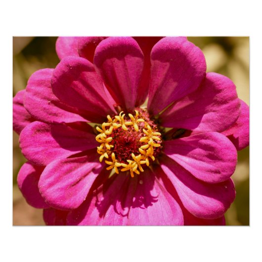 Poster Zinnia Elegans rose (Devant)