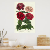 Poster Zinnia elegans / Zinnias commun de Van Houtte (Cuisine)