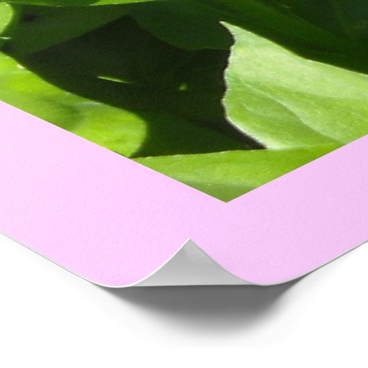 Poster Zinnia rose frappant (Coin)