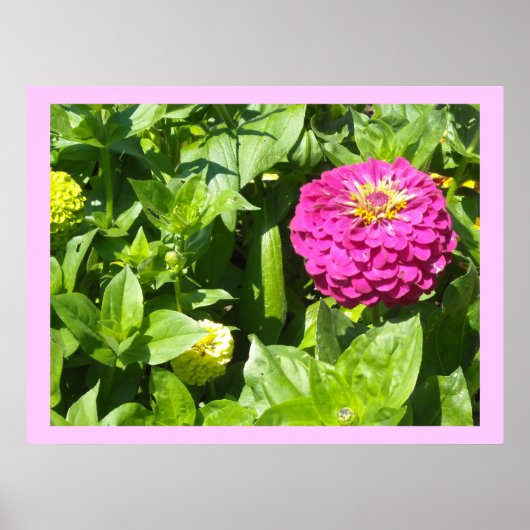 Poster Zinnia rose frappant (Devant)