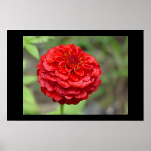 Poster Zinnia rouge rouge