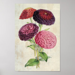Poster Zinnia vintage Botanique Pourpre Double Fleur