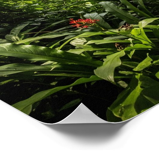 Poster Zip-Lining Jungle Canopy (Coin)