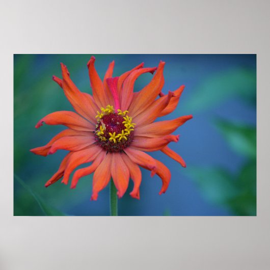 Poster Zippy Zinnia (Devant)