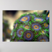 Poster Zoanthid Coral 1 (Devant)