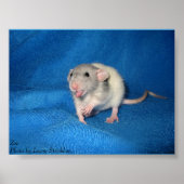 Poster Zoé (Devant)