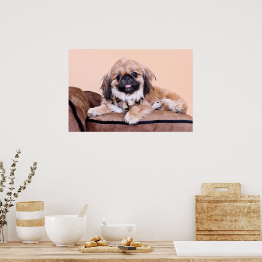 Poster Zoe - Pekingese (Cuisine)