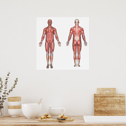 Poster zonder label van het spierstelsel (Keuken)