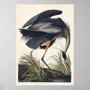 Poster Zone humide majestueuse du Grand Héron d'Audubon
