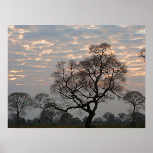 Poster Zones humides du Pantanal | Amérique du Sud, Brési (Devant)