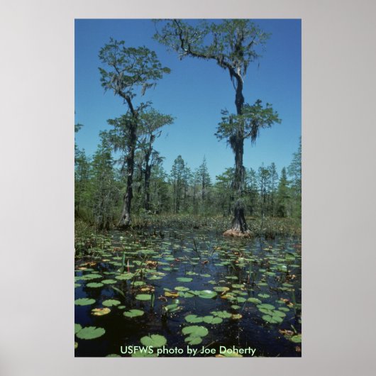 Poster / Zones humides, Okefenokee NWR (Devant)