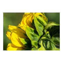 Poster - Zonnebloem Achteraanzicht