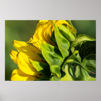 Poster - Zonnebloem Achteraanzicht