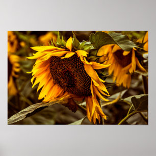 Poster Zonnebloem Elegantie