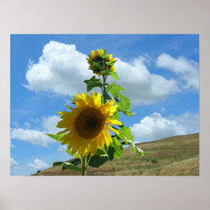 Poster - Zonnebloem op de heuvel (horiz.)