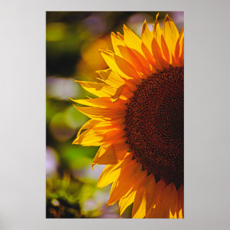 Poster Zonnebloem Op Het Veld Fotografie
