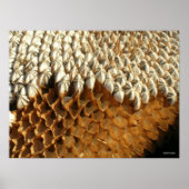 Poster - zonnebloempitten (Voorkant)