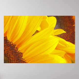 Poster zonnebloempitten