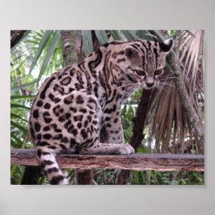 Poster Zoo de Belize