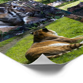 Poster Zoo de Calgary Tiger avec petits (Coin)