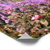 Poster Zoo Saint-Louis (Coin)