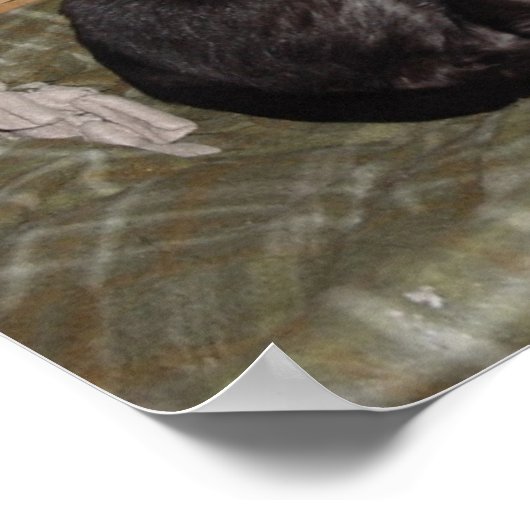 Poster Zooka 2007 (Coin)