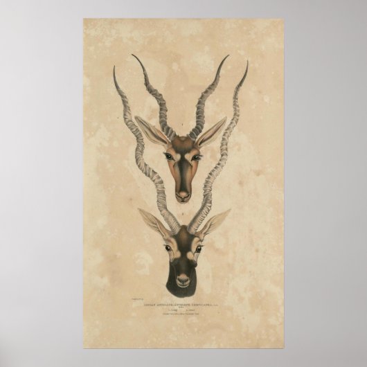 Poster zoologie de l'Inde 1932 blackbuck (Devant)