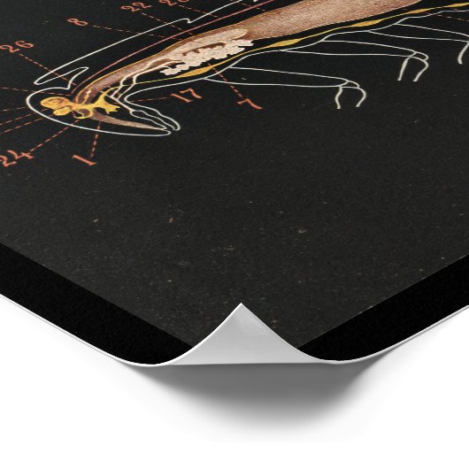 Poster Zoologie vintage Imprimer Cockroach (Coin)