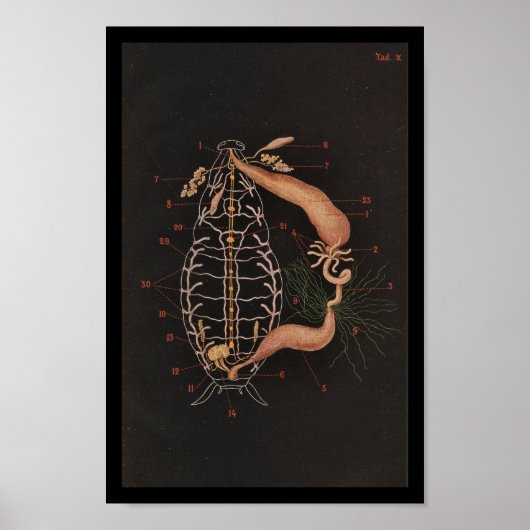 Poster Zoologie vintage Imprimer Cockroach (Devant)