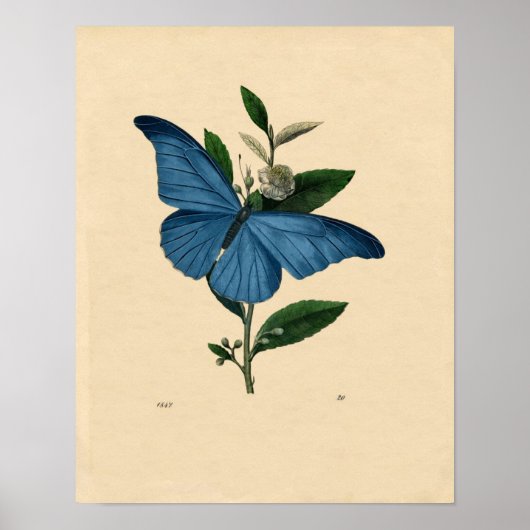 Poster Zoologique classique - Papillon bleu (Devant)