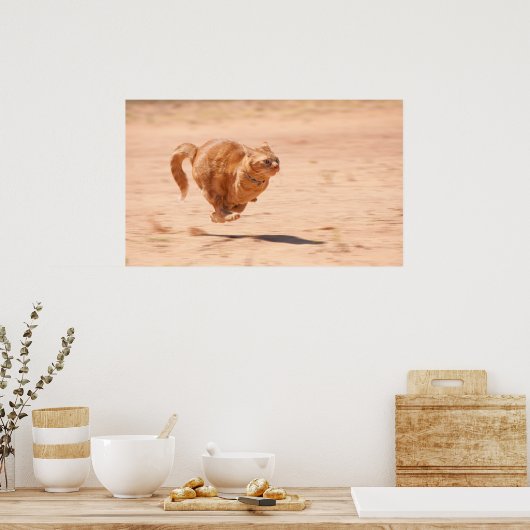 Poster Zoom Kitty (Cuisine)